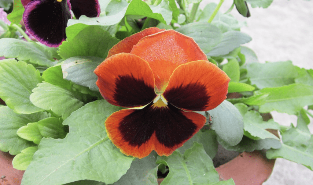 Pansies